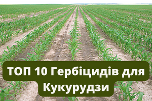 ТОП 7 кращих гербіцидів на кукурудзу