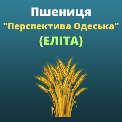 Пшеница "Перспектива Одеська"