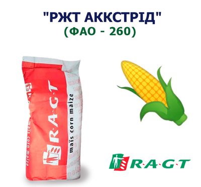 Кукуруза "РЖТ АККСТРИД" (ФАО - 260)