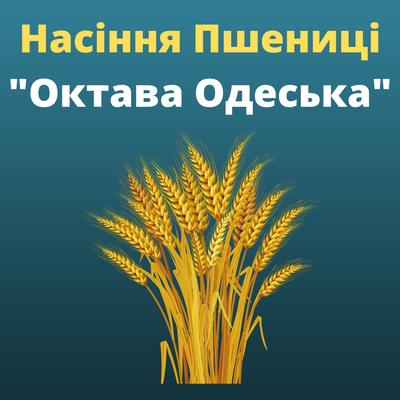Пшеница "Октава Одеська"