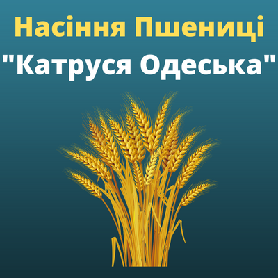 Пшеница "Катруся одеська"