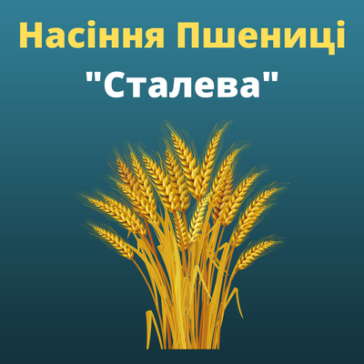 Пшениця "Сталева"