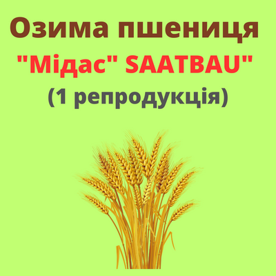 Пшениця "Мідас"