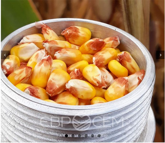 Насіння кукурудзи Орілскай (ФАО 320)