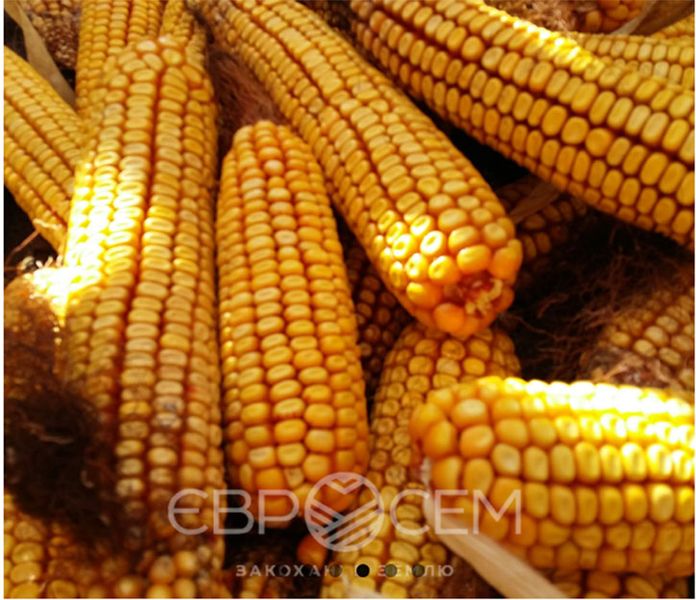 Насіння кукурудзи Орілскай (ФАО 320)