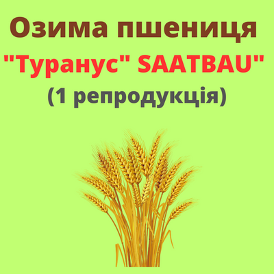 Пшеница "Туранус"