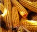 Насіння кукурудзи АМІГО (ФАО 300-320)