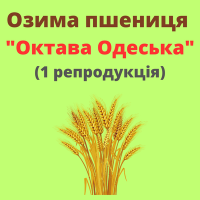 Пшеница "Октава Одеська"