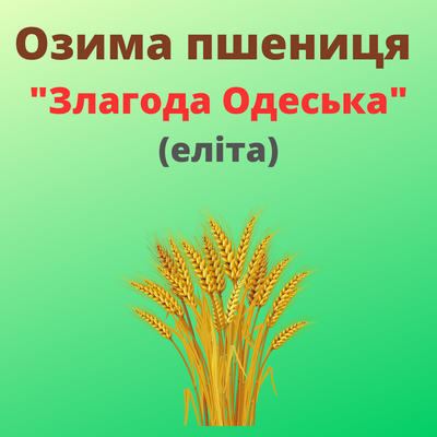 Пшениця "Злагода Одеська"