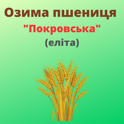 Пшениця "Покровська"