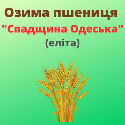 Пшениця "Спадщина Одеська"