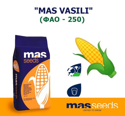 Кукурудза "MAS VASILI" (ФАО - 250)