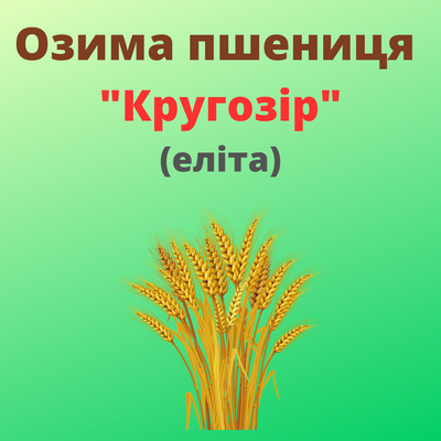 Пшениця "Кругозір"