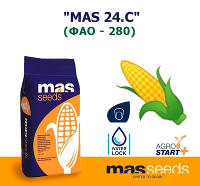 Кукуруза "MAS 24.C" (ФАО - 280)