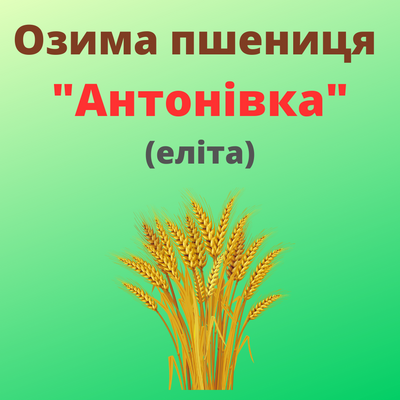 Пшеница "Антонивка"