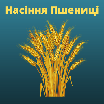 Семена Пшеници