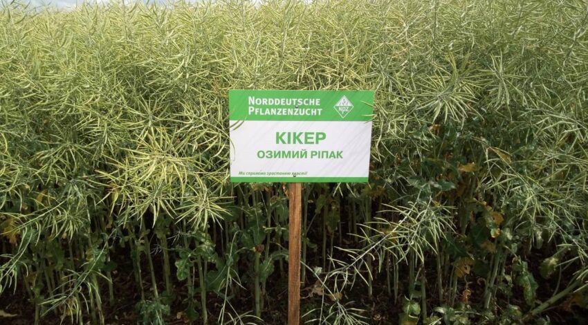 Фотография - Семена Рапса "Кикер" (Традиционный)