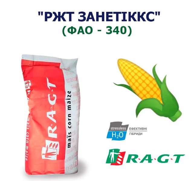 Кукурудза "РЖТ ЗАНЕТІККС" (ФАО - 340)