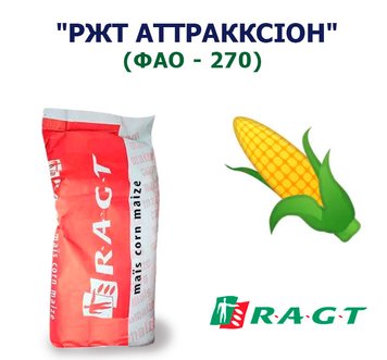 Кукуруза "РЖТ АТТРАККСИОН" (ФАО - 270)