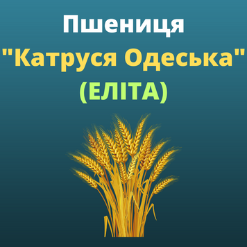 Пшениця "Катруся одеська"