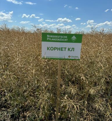 Фотография - Семена Рапса "КОРНЕТ КЛ" (Озимый)