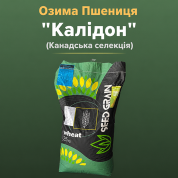 Озимая Пшеница "Калидон" (мішок 25 кг, Канадская)