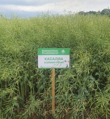 Фотографія - Насіння ріпака "КАСАЛЛА" (Озимий)