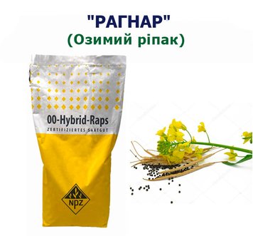 Фотографія - Ріпак "Рагнар" (Традиційний)