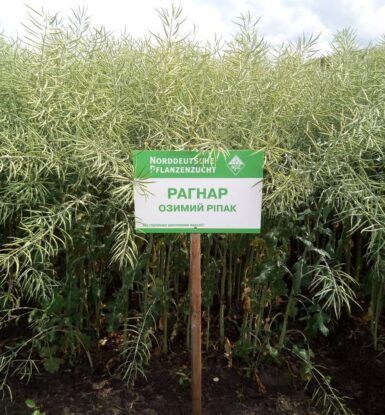 Фотография - Семена Рапса "Рагнар" (Традиционный)