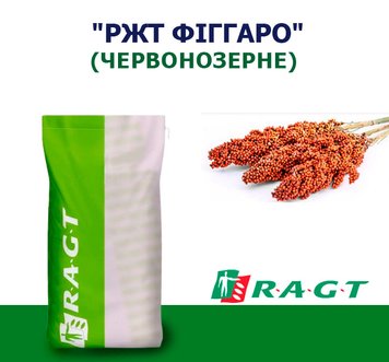 СОРГО "РЖТ ФИГГАРО" КРАСНООЗЕРНОЕ