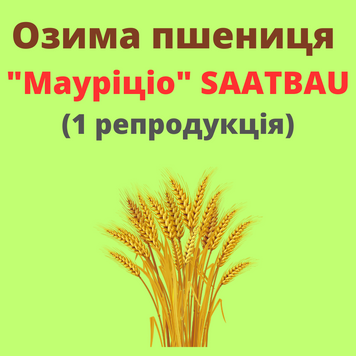 Пшениця "Мауріціо"