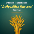 Пшениця "Добродійка Одеська" (Еліта)