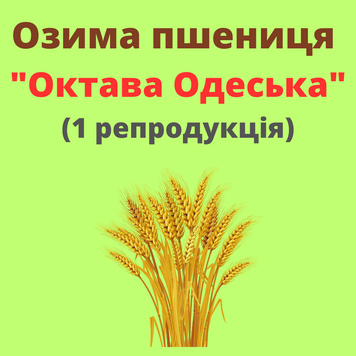 Пшениця "Октава Одеська"