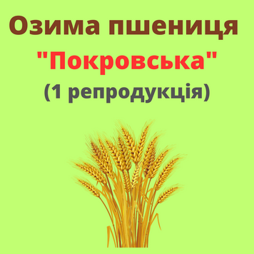 Пшениця "Покровська"