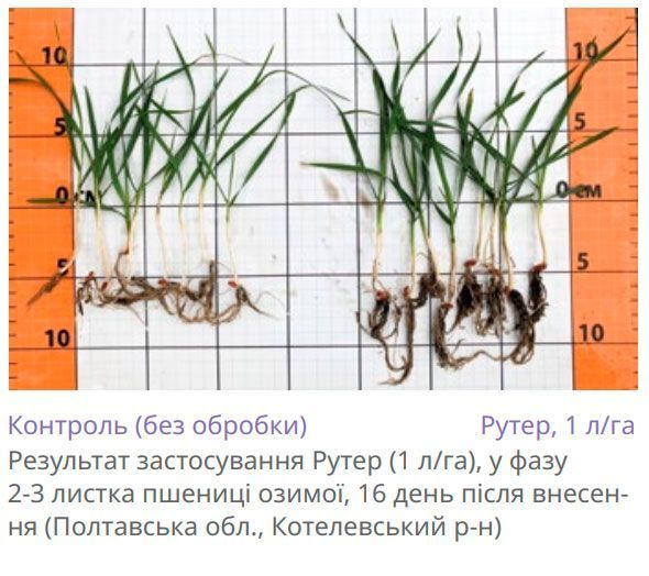 Регулятор росту Рутер (5 л)