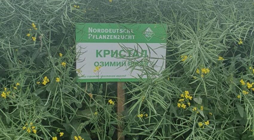 Фотографія - Ріпак "Кристал" (Традиційний)