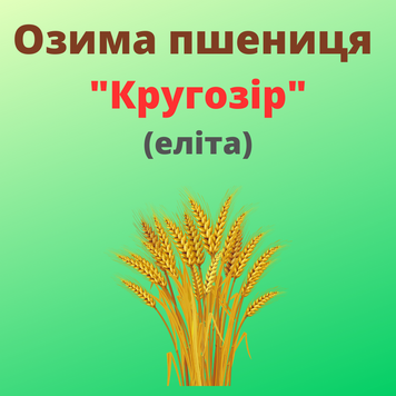 Пшениця "Кругозір" (Еліта)