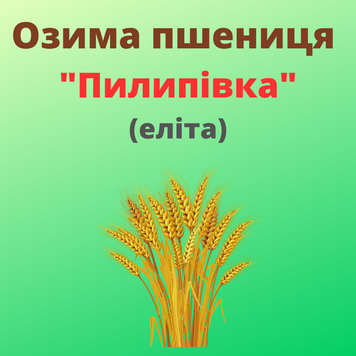 Пшениця "Пилипівка"