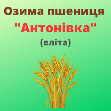 Пшениця "Антонівка" (Еліта)