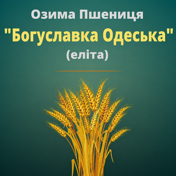 Пшениця "Богуславська Одеська" (Еліта)