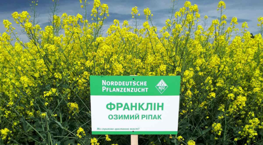 Фотографія - Ріпак "Франклін" (Традиційний)