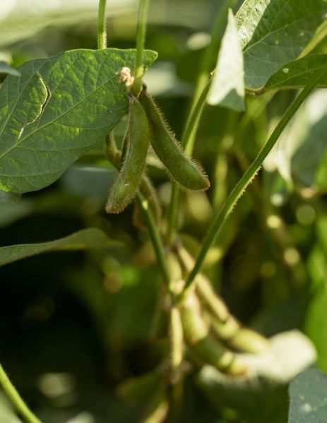 Соя Acardia (Классическая)