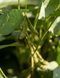 Соя Acardia (Классическая)