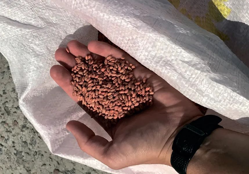 Пшениця "Сімоніда" (Безоста, Сербія, Перша репродукція, 25 кг)