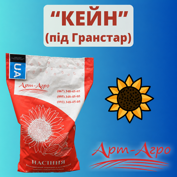 Соняшник "Кейн" (під Гранстар, Стандарт)