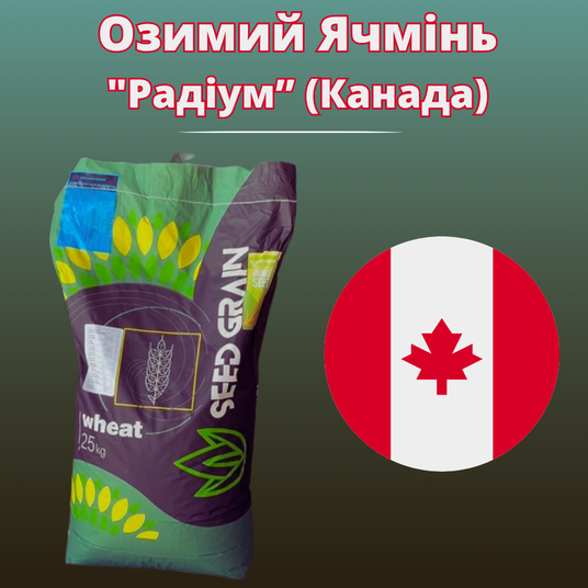 Озимий Ячмінь 