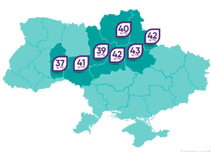 Соняшник "НС Х 7902" (Екстра Плюс 2025 року, Під Гранстар)
