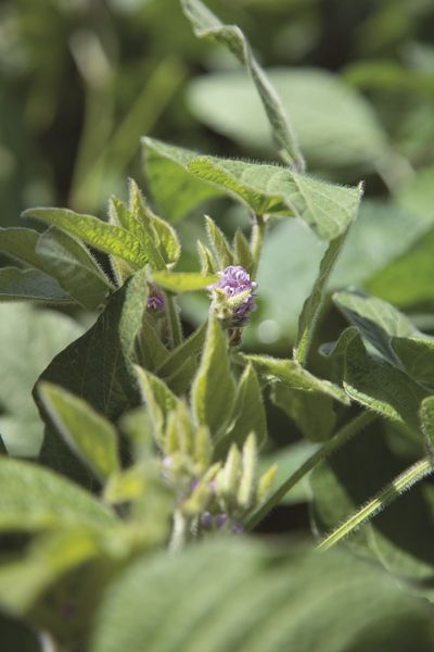 Соя Ambella (Классическая)