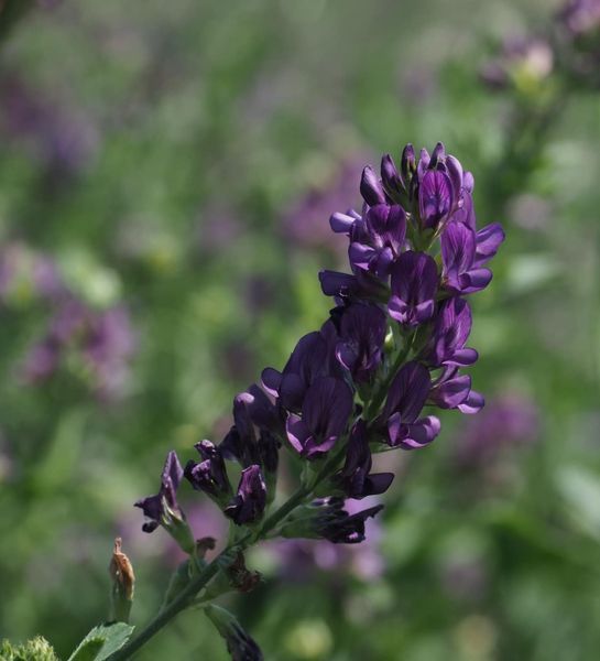 Люцерна "La Rocca" (BIO)