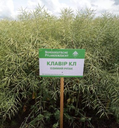 Фотографія - Ріпак "КЛАВІР КЛ" (під Євро-Лайтнінг)